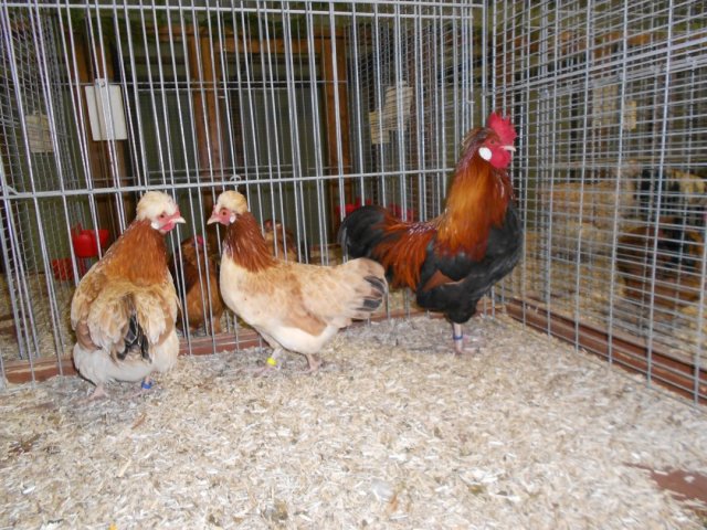 Stammschau 2012 (42)